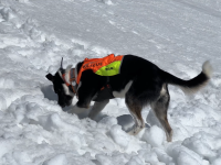 Tento týden probíhá kynologický atestační kurz v Krkonoších
