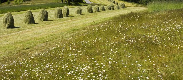 ilustrace na pozadí