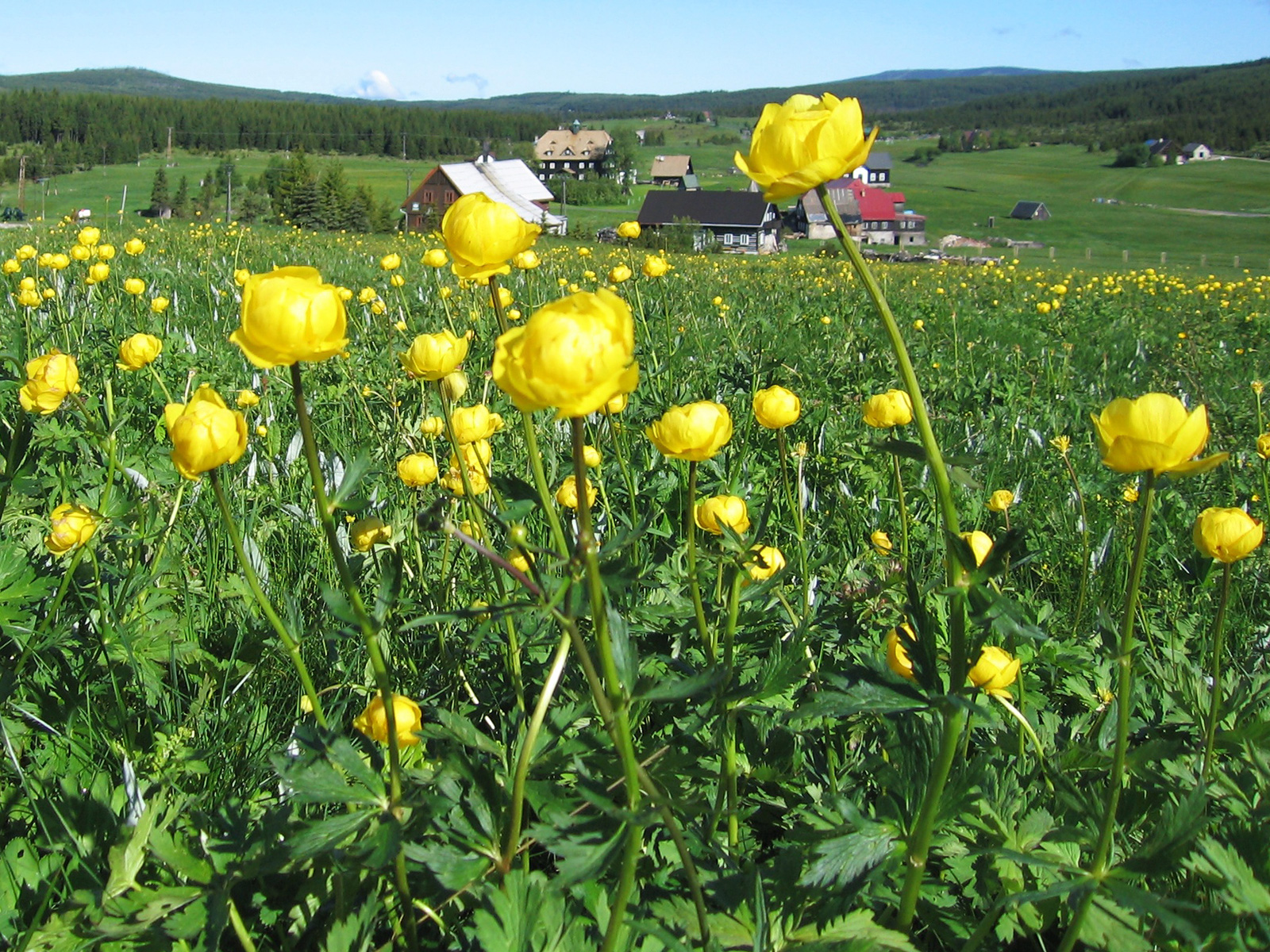 ilustrace na pozadí